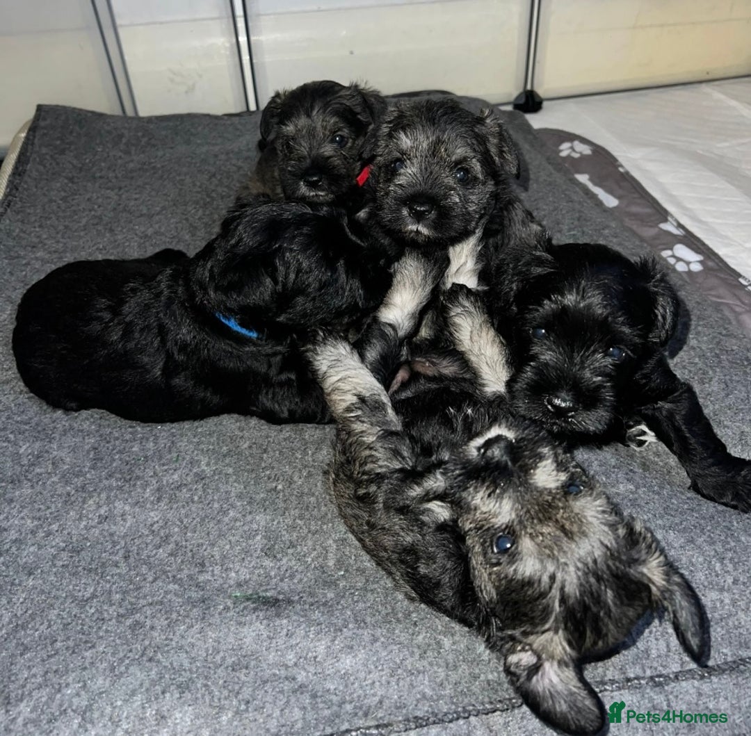 Miniature Schnauzer dogs for sale: Miniature Schnauzers for sale!  - Advert 1