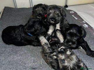 Miniature Schnauzer dogs for sale: Miniature Schnauzers for sale! - Advert 1
