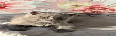 British Shorthair 💜Purple 💜