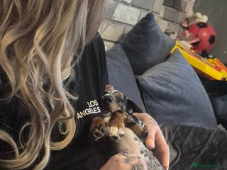 Dachshund dogs Beautiful dapple boy - Advert 1