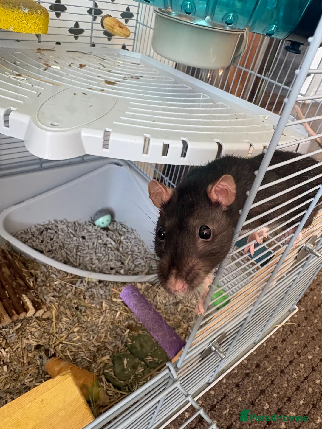 Rat rodents for sale: 2 Female Rats  - Advert 1