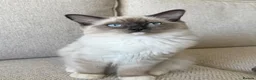 Ragdoll cats for sale: European ragdolls Ready to leave! - Advert 12