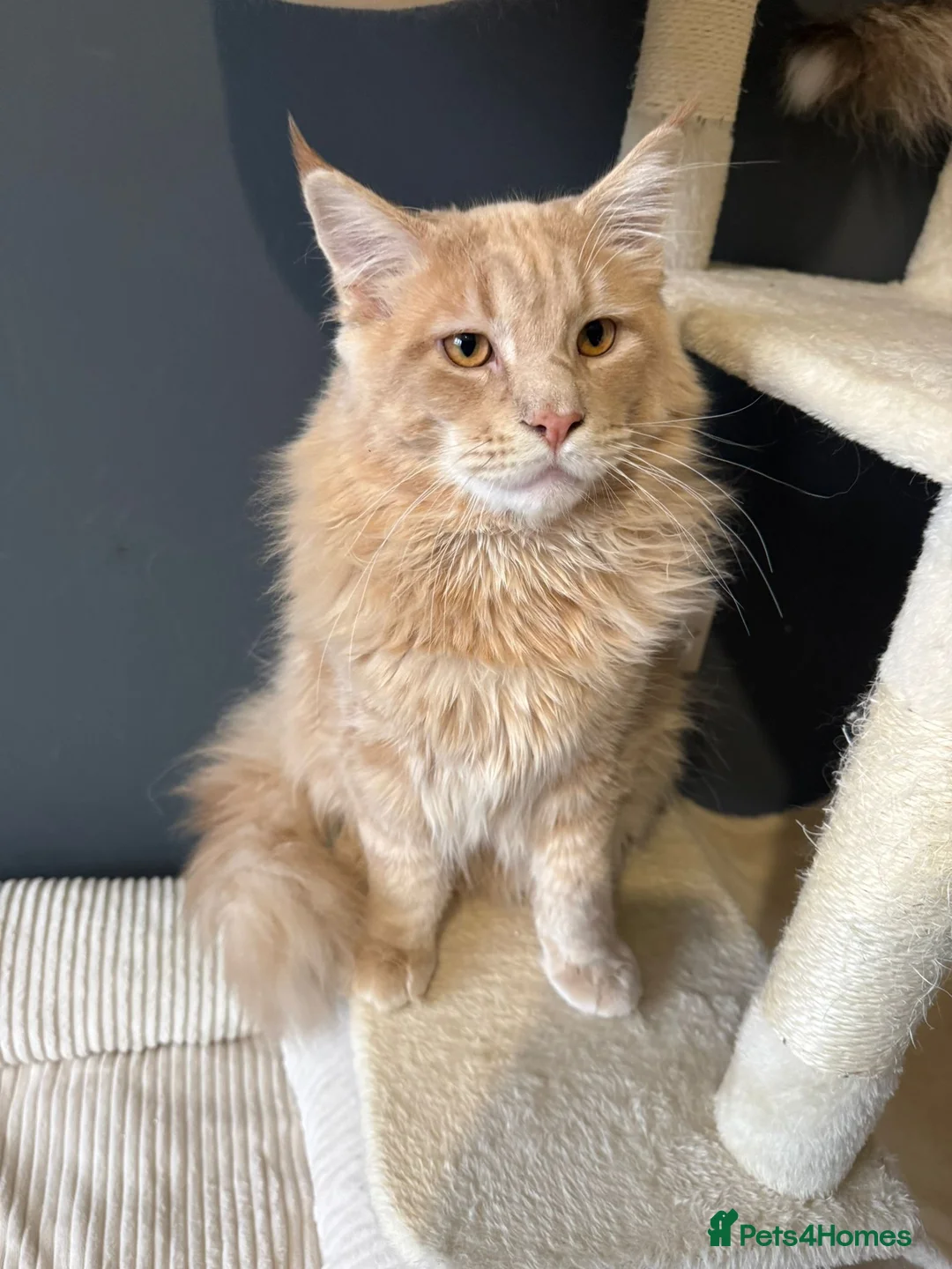 Ragdoll cats for sale: 🌟 Beautiful Pedigree Cats Looking for Loving Home - Advert 11