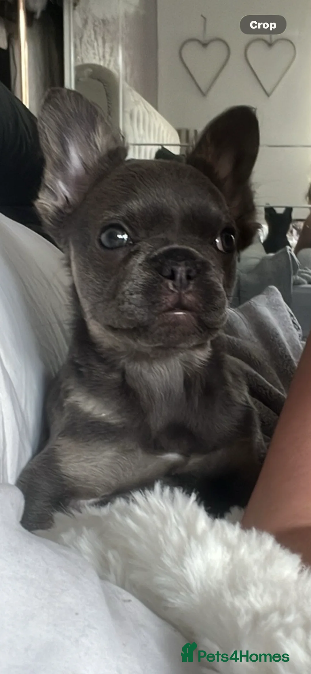 French Bulldog dogs for sale: Beautiful french bulldog  - Advert 2