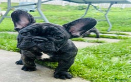 French Bulldog dogs for sale: 🏆KC registered, Standard French Bulldog Puppies🏆 - Image 14