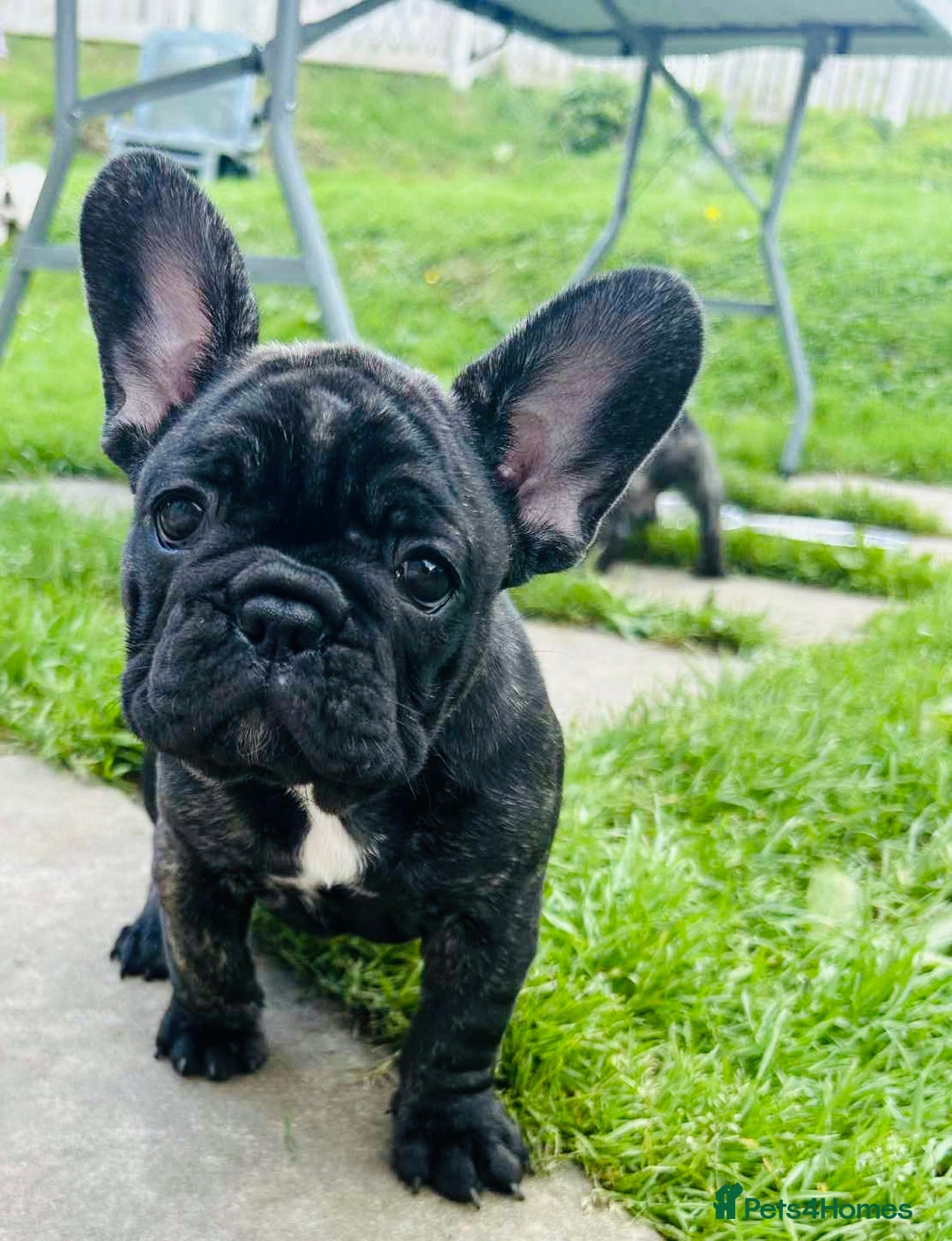 French Bulldog dogs for sale: 🏆KC registered, Standard French Bulldog Puppies🏆 - Image 14
