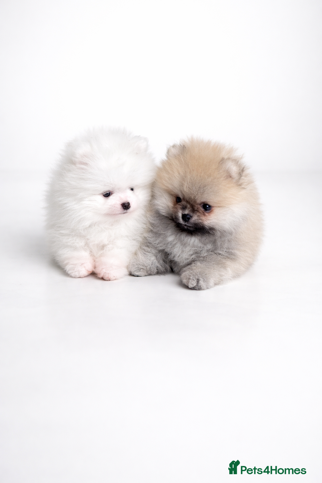 Pomeranian dogs Quality Teddy Bears  - Advert 1