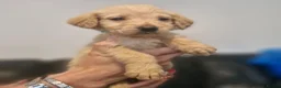 Labradoodle dogs for sale: Labradoodles  - Advert 3
