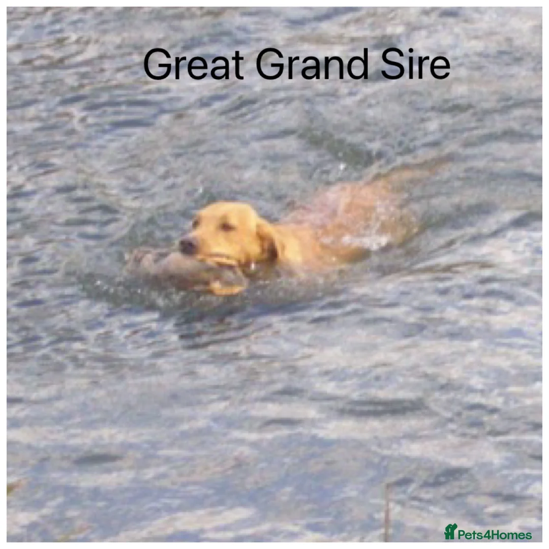 Labrador Retriever dogs for sale: Stunning KC pups, health tested&excellent lineage - Advert 20