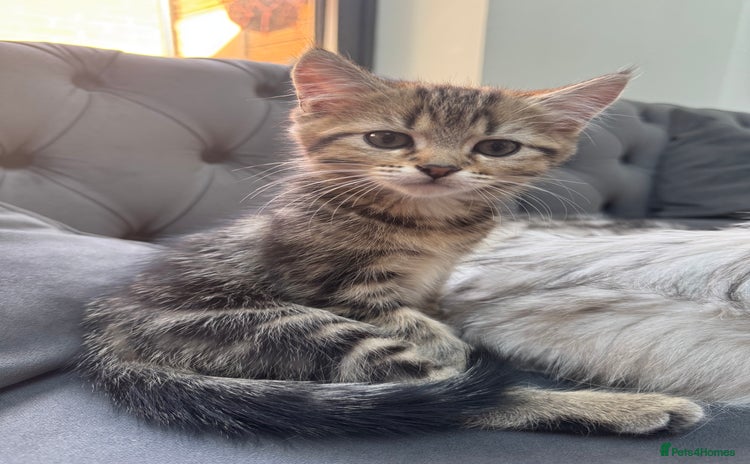 Mixed Breed cats - Advert 10