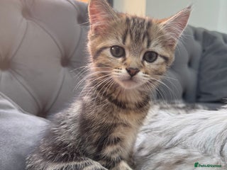 Mixed Breed cats - Advert 16