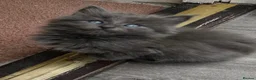 Mixed Breed cats for sale: Beautiful very friendly long haired kittens  - Advert 6