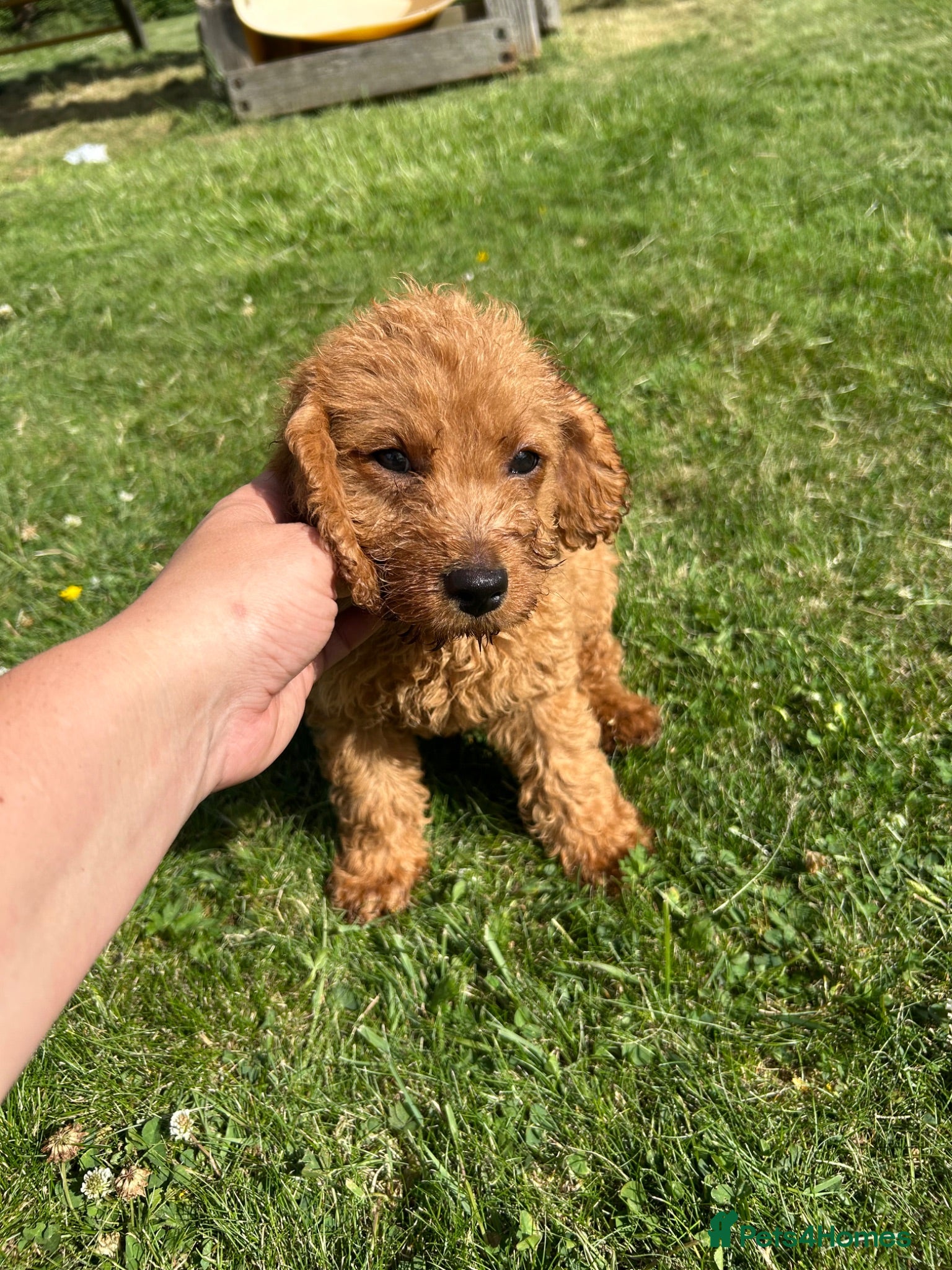 Labradoodle dogs F1b labradoodle health test parent boy left  - Advert 2