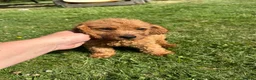 Labradoodle dogs for sale: Ready F1b labradoodle curl red health test parent  - Advert 18