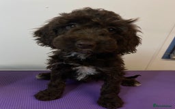 Cockapoo dogs for sale: Cockapoos ready now  - Image 34