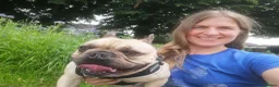 Mixed Breed dogs for adoption: 💙🐶 BEAR – HE'S DONE NOTHING WRONG... in High Peak - Advert 5