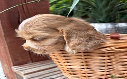 Cocker Spaniel dogs for sale: Beautiful Show Type KC registered Cocker Spaniels  - Image 5