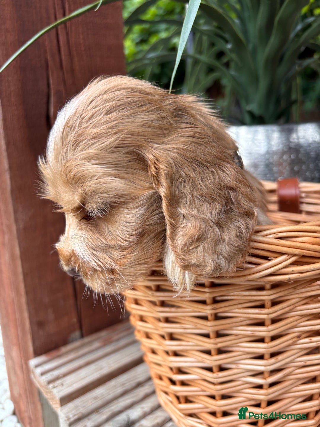 Cocker Spaniel dogs for sale: Beautiful Show Type KC registered Cocker Spaniels  - Image 5
