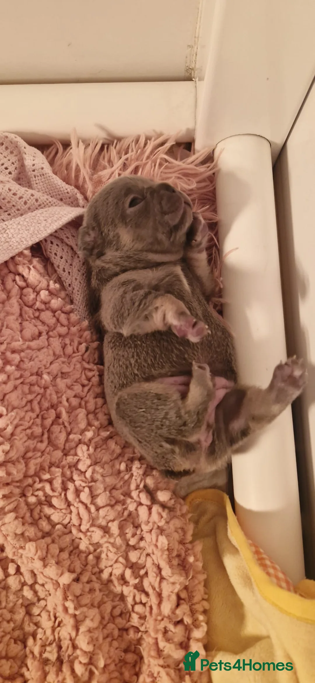 French Bulldog dogs for sale: Beautiful French bulldog puppies  - Advert 1