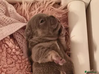 French Bulldog dogs Beautiful French bulldog puppies - Advert 7