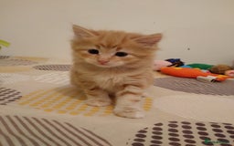 Exotic cats for sale:  3 Kittens - Image 1