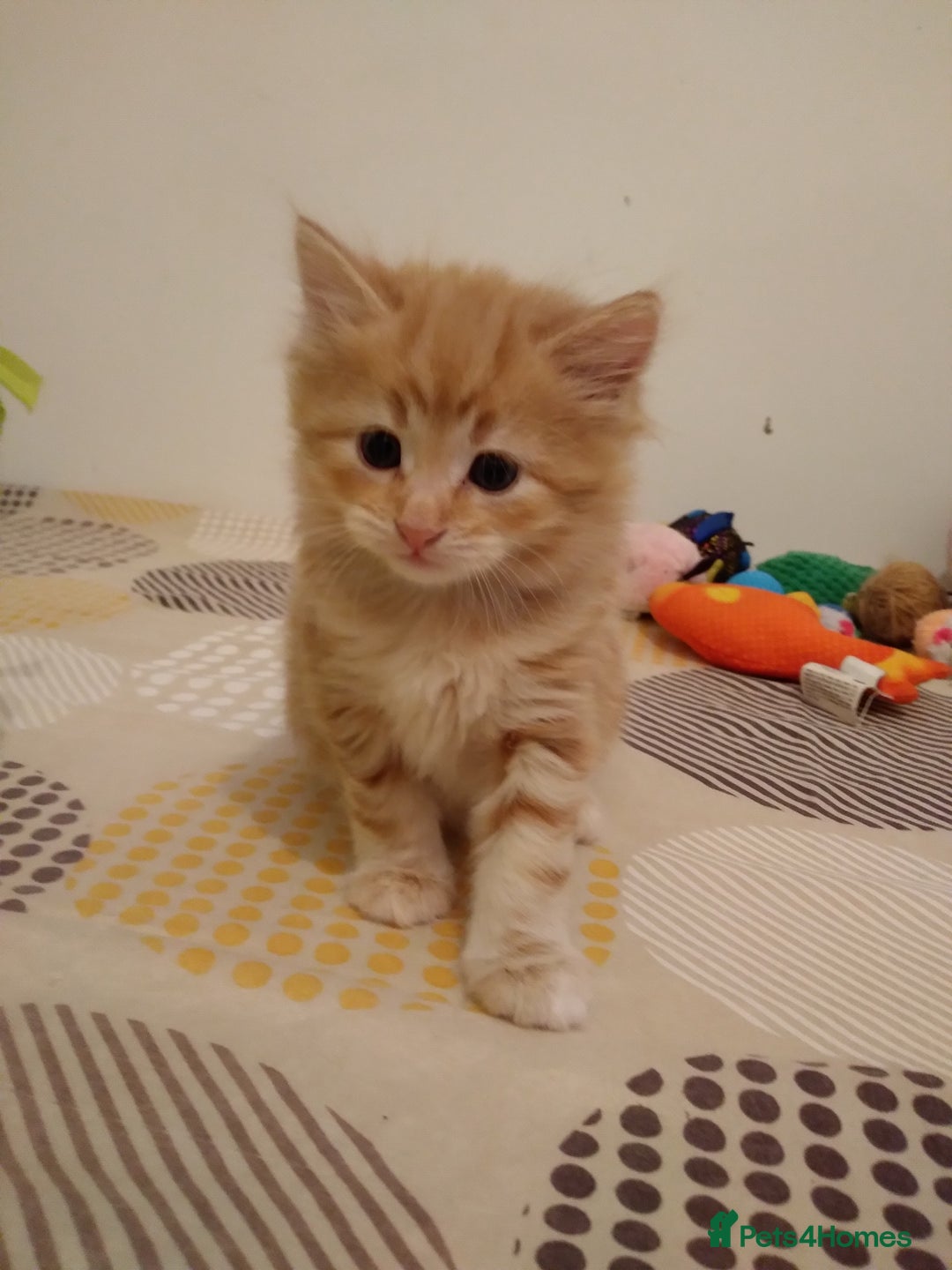 Exotic cats for sale:  3 Kittens - Image 1