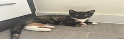 Mixed Breed cats for sale: Two kittens - Advert 10