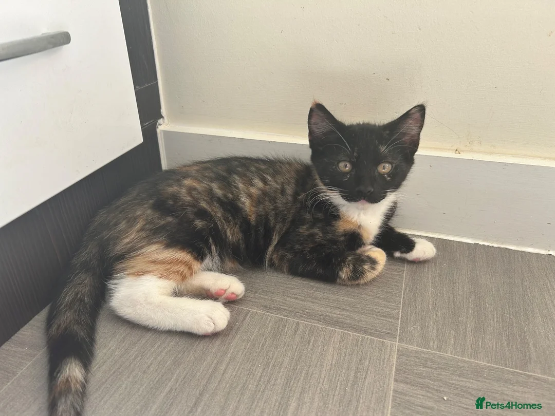 Mixed Breed cats for sale: Two kittens - Advert 10