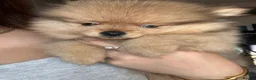 Pomeranian dogs for sale: Small pedigree boys left  - Advert 6