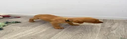 Labrador Retriever dogs for sale: Labrador puppies from a loving family home. - Advert 3