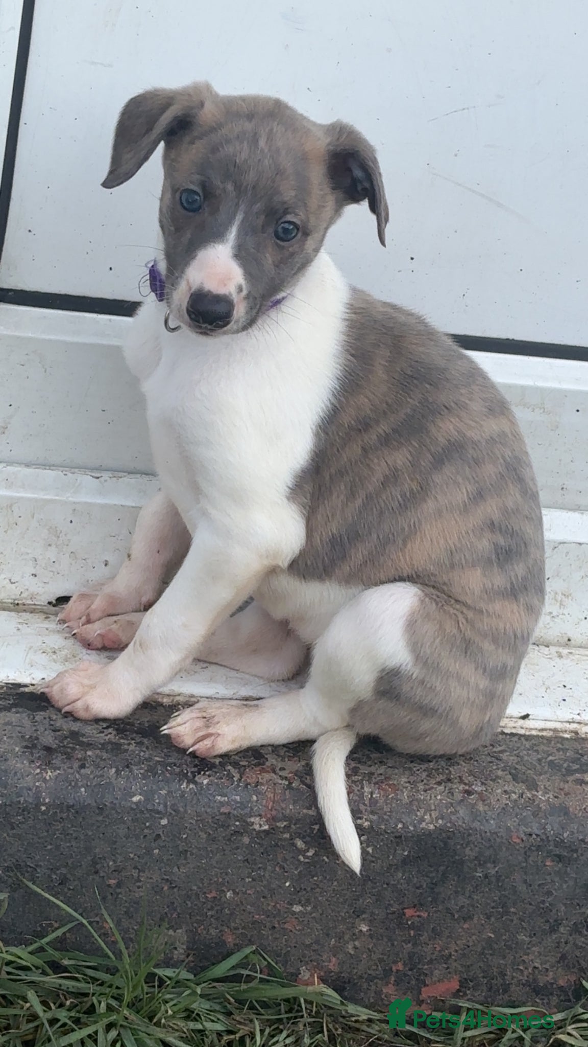 Whippet dogs 🌟 quality KC whippet bitch back up for sale  🌟 - Advert 8