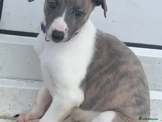 Whippet dogs 🌟 quality KC whippet bitch back up for sale 🌟 - Advert 8
