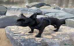 French Bulldog dogs for stud: 5 Generation Pedigree papers - Image 6