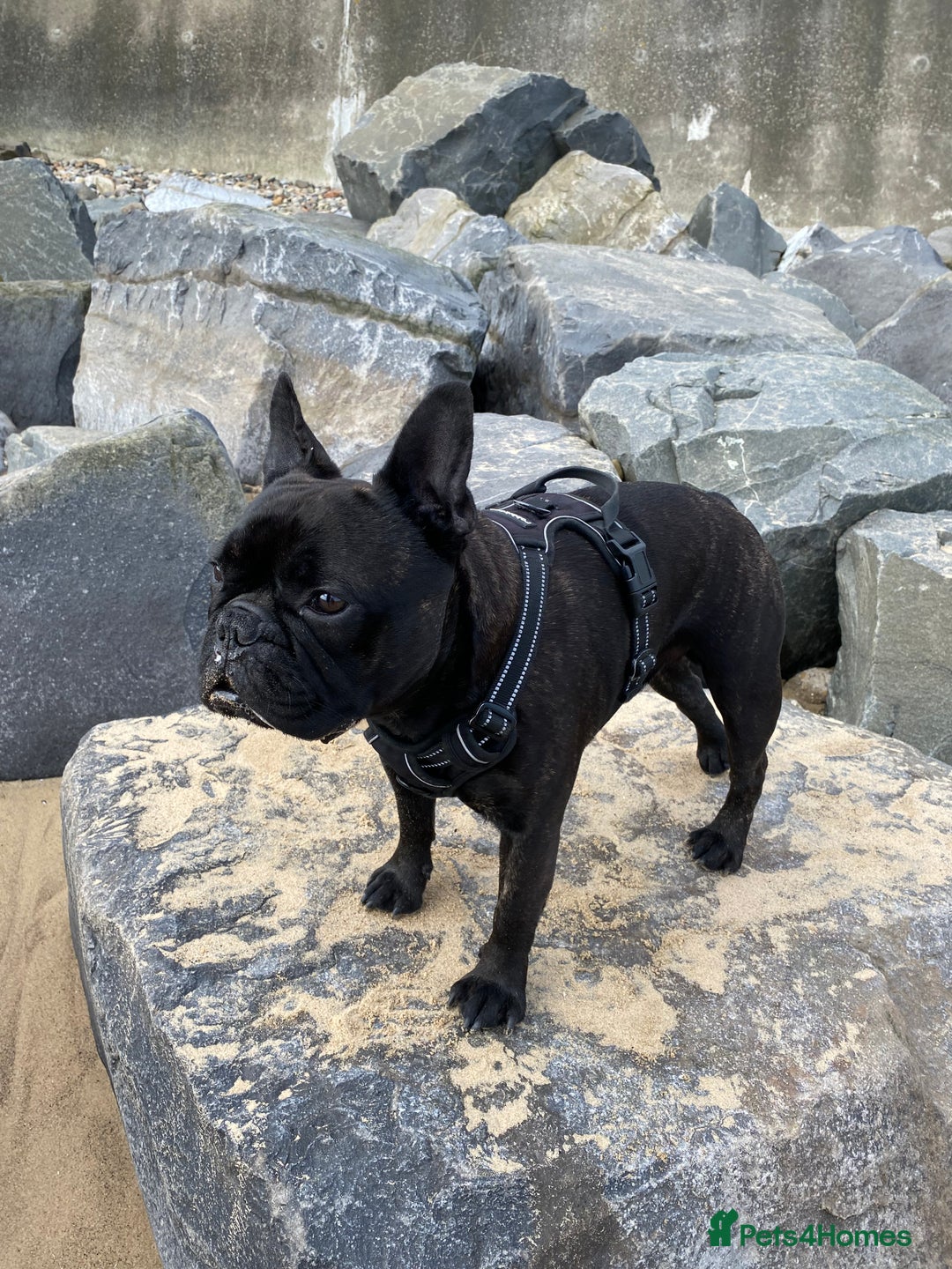 French Bulldog dogs for stud: 5 Generation Pedigree papers - Image 6