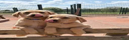 Labrador Retriever dogs for sale: Gorgeous Yellow KC Labs - Advert 4