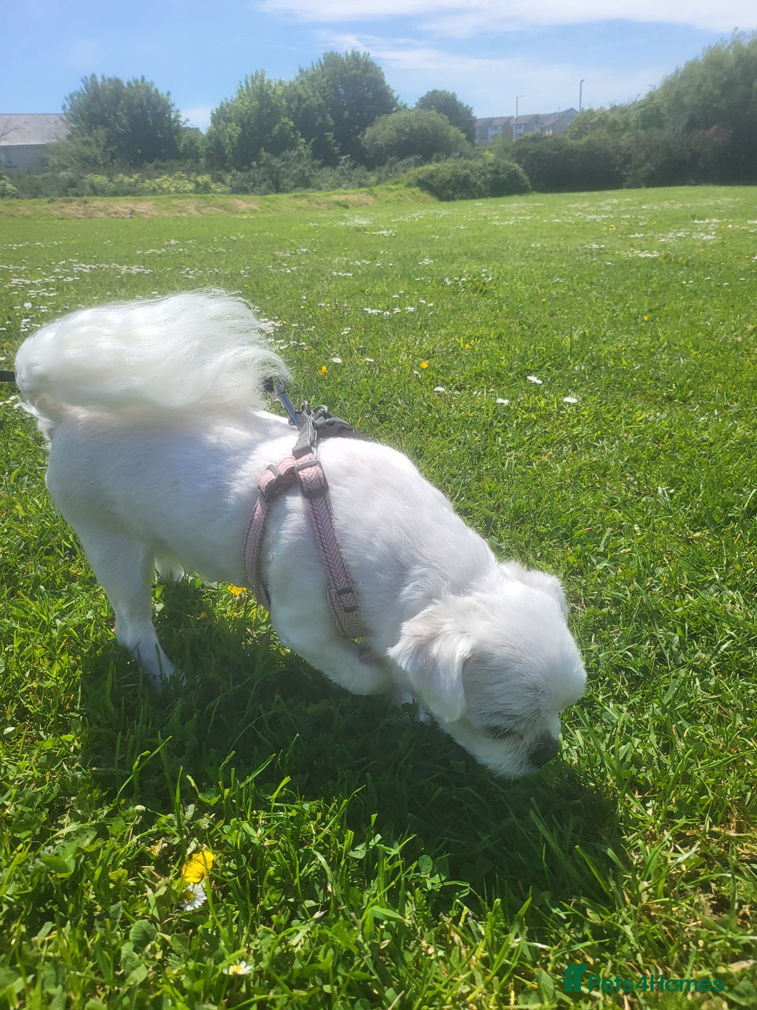 Bichon Frise dogs for sale: Korean Bison very small boy. - Advert 6