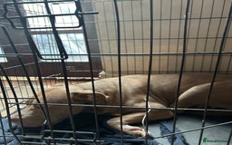 Mixed Breed dogs for sale: Dog Looking to be rehomed - Image 1