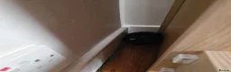 Mixed Breed cats for sale: Lovely black kittens in Bedford - Advert 10