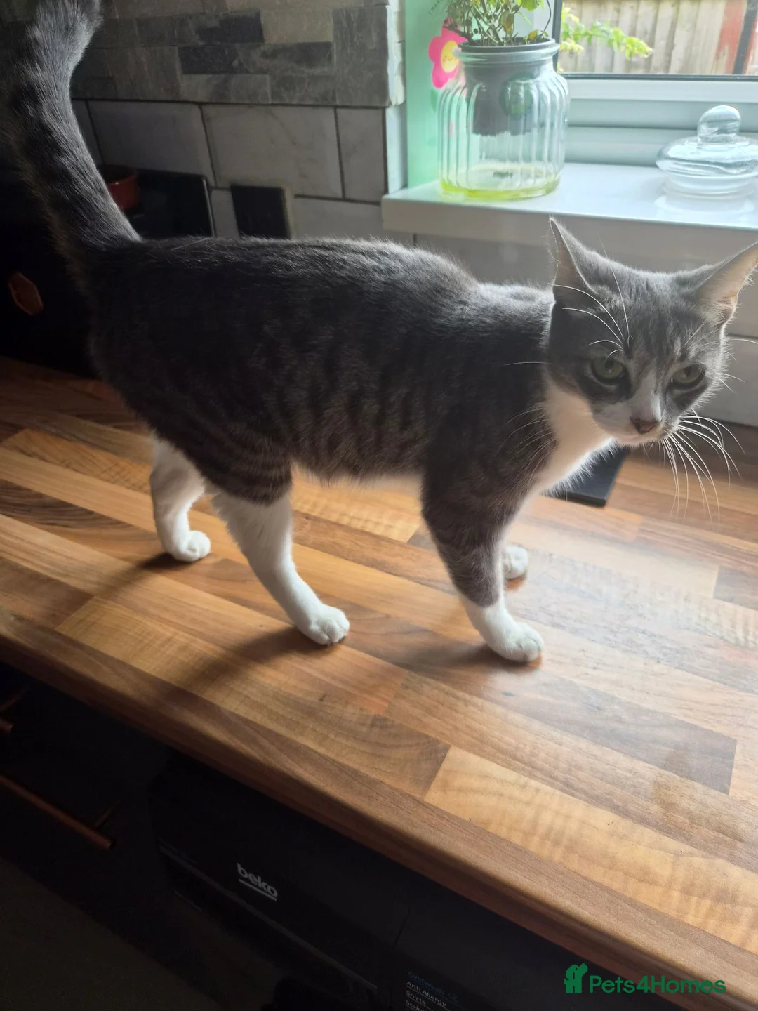 Mixed Breed cats for sale: 2 grey and white fluffy kittens - Advert 1
