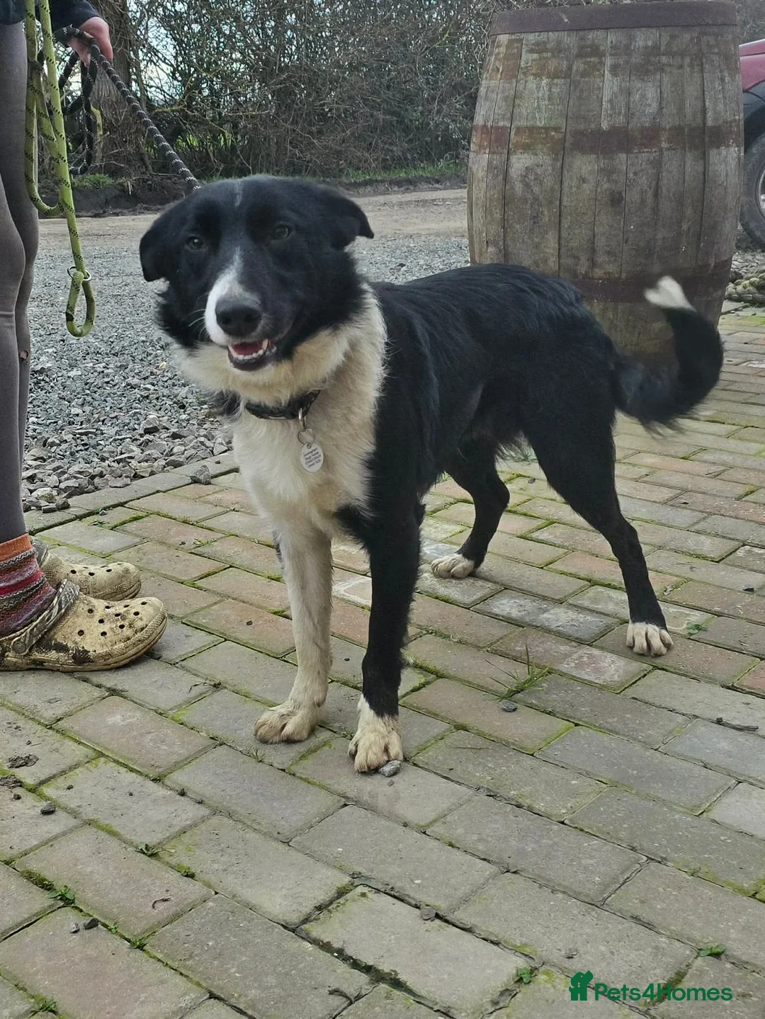 Mixed Breed dogs for adoption: RONNIE - Advert 5