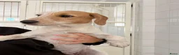 Mixed Breed dogs for adoption: Heavenly Holly - Advert 6