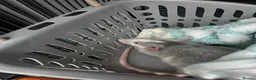 Rat rodents for sale: 3 young male rats for sale - Advert 6