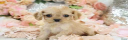 Cavapoo dogs for sale: Health Tested Cavapoo Puppies - Advert 2