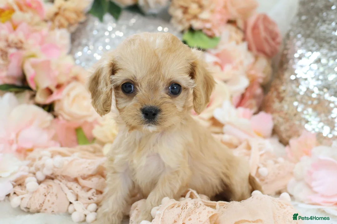 Cavapoo dogs for sale: Health Tested Cavapoo Puppies - Advert 2