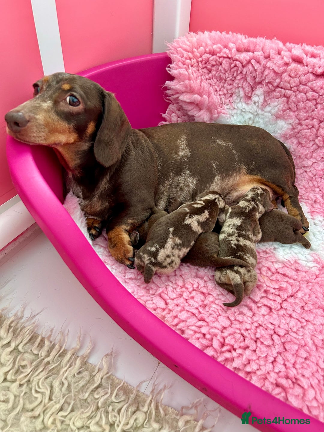 Miniature Dachshund dogs for sale: Outstanding Litter 5 Star Breeder ⭐️⭐️⭐️⭐️⭐️ - Image 7
