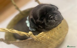 Pug dogs for stud: KC reg silver pug for stud  in Wolverhampton - Image 19