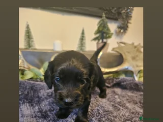 Cockapoo dogs Cockapoo puppies ready from 3rd Jan 26 - Advert 5