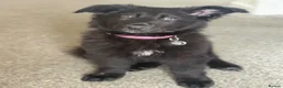 German Shepherd dogs for sale: German shepherd puppy for sale  - Advert 4