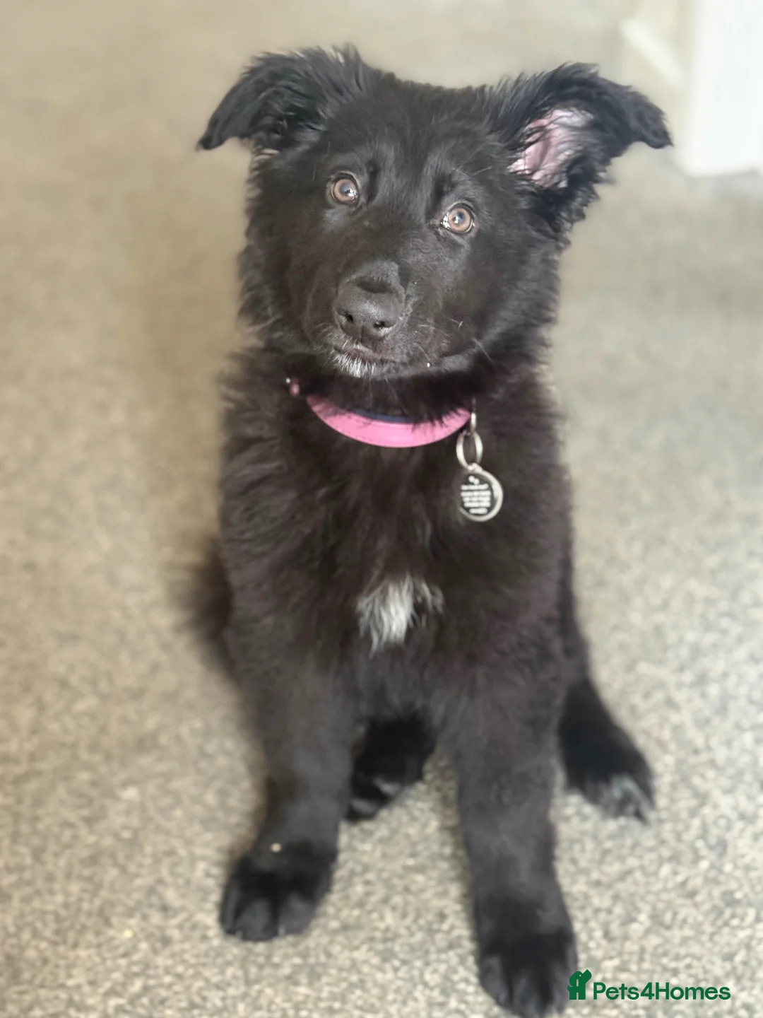 German Shepherd dogs for sale: German shepherd puppy for sale  - Advert 4
