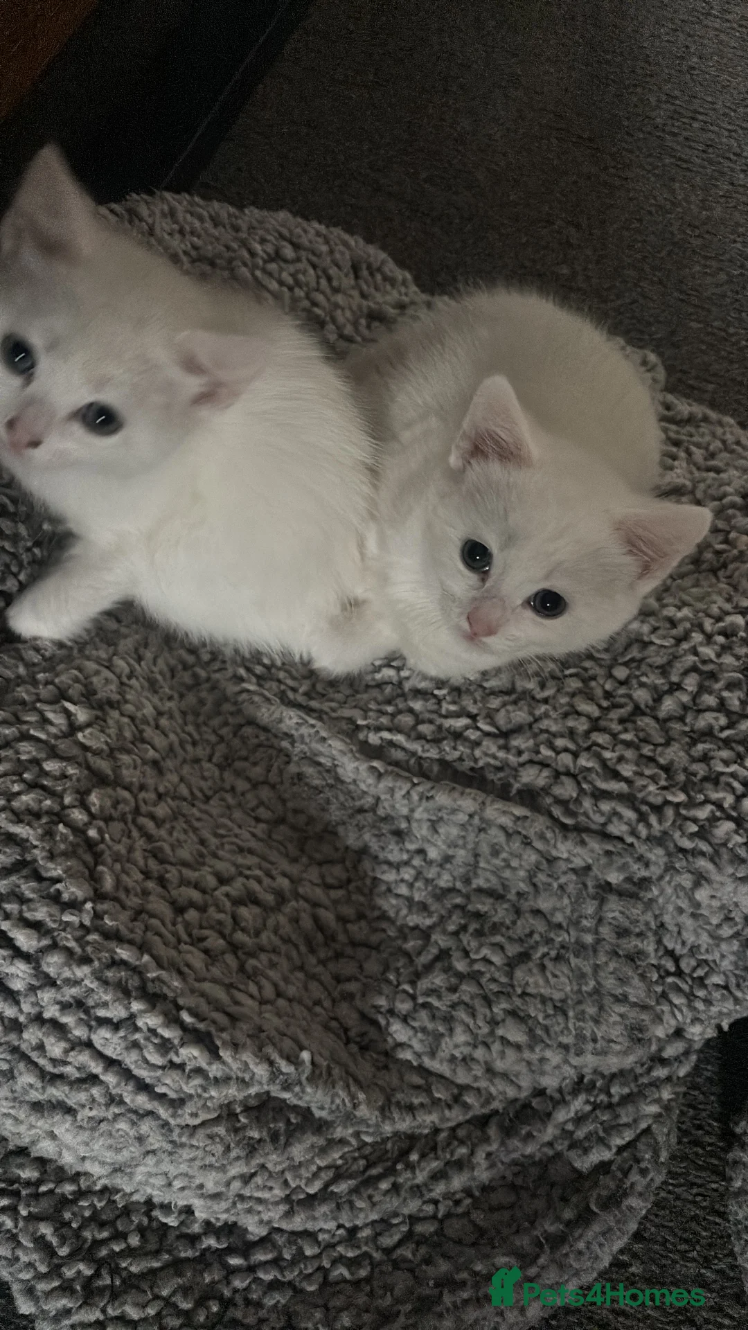 Mixed Breed cats for sale: Male white kittens ready 12.02.26 - Advert 4
